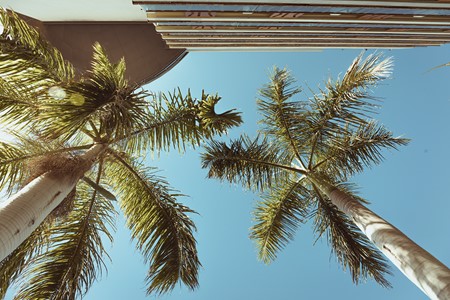 Pool-palms.jpg